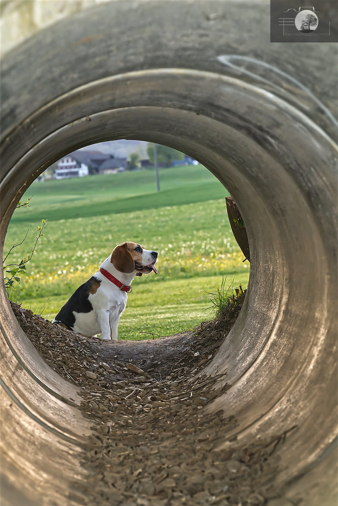 DSC00197 | ck-vanography-ch - Realisiert mit Pictrs.com