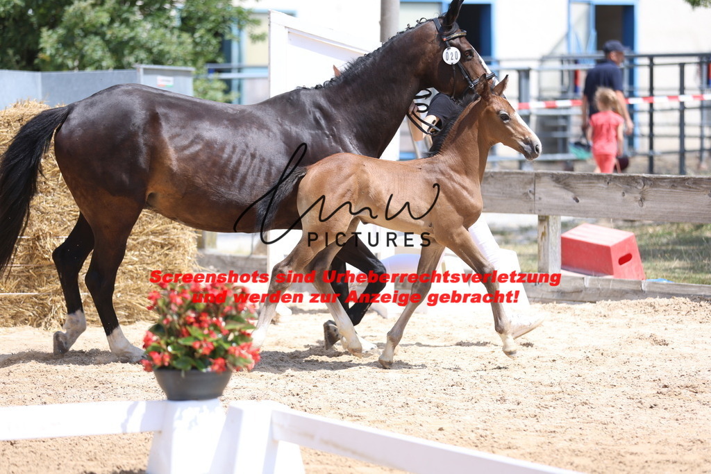 Fohlenschau_Schwäbisch_Hall_springbetonte_Fohlen_KN 20_13 | lmwpictures - Realisiert mit Pictrs.com