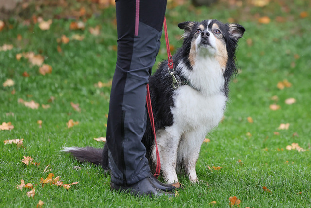 2025_Rally_Obedience_SM-23 | Ich fotografiere Hundeausstellungen, Sportanlässe, Zuchtstätten, Hundezucht, Hundeportrait, Lagotto - Realisiert mit Pictrs.com