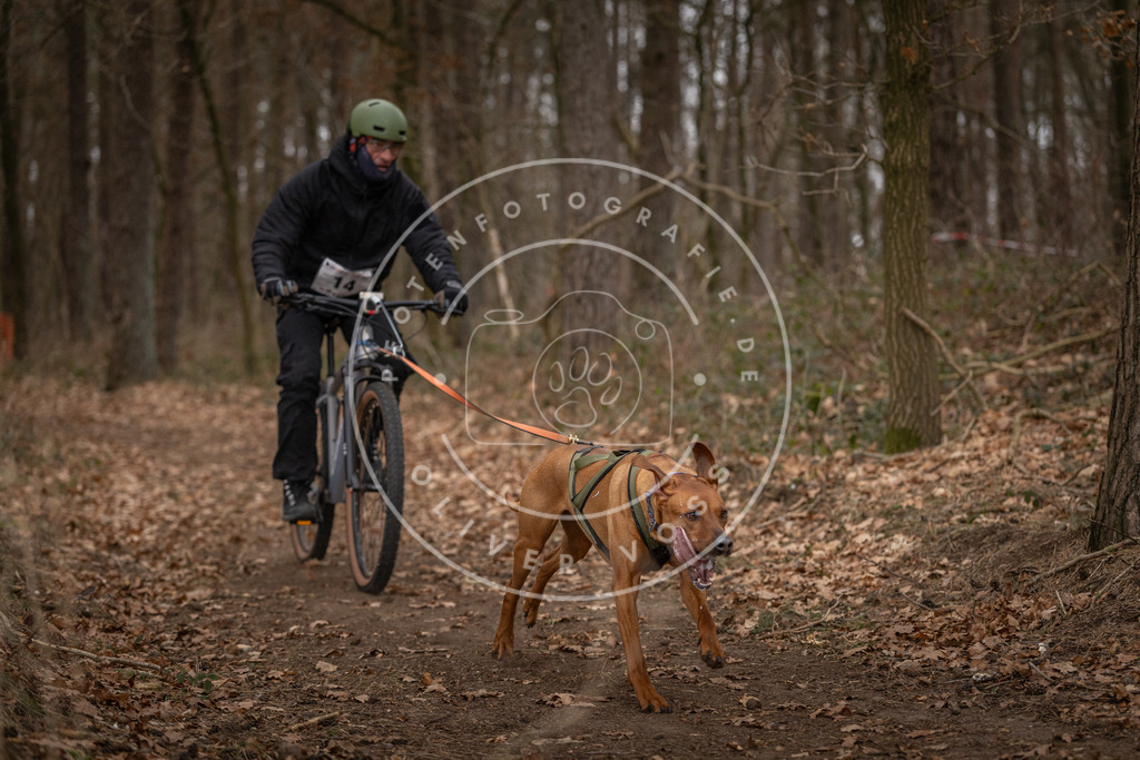 Pfotenfotografie_DV3A7053 | Hundefotografie, Tierfotograf, Pfotenfotografie, Fotoshooting Hund, Hunde Portrait, Hundesport, Hundeportraits, Heideshooting, Hunde, Sportfotograf, Hundefotograf, Turnierhundsport, THS,  - Realisiert mit Pictrs.com