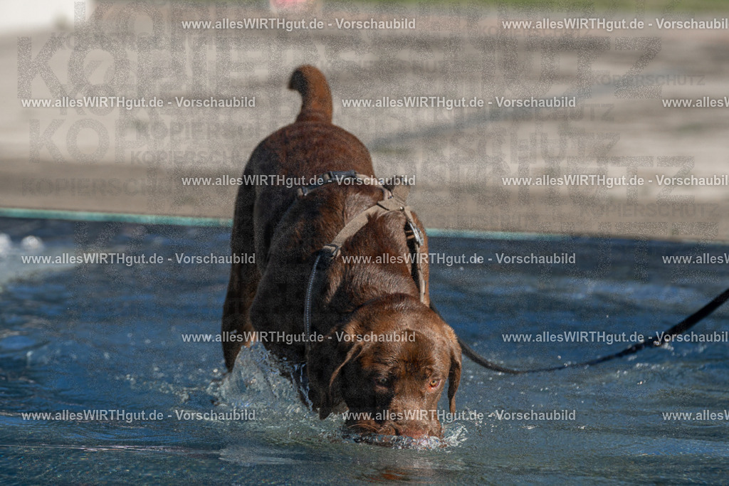 Hundeschwimmen_Volksbad_2026-allesWIRTHgut_Tierfotografie-2609061040-FAY05978 | Professionelle Tierfotografie in Mönchengladbach von Daniel Wirth (allesWIRTHgut). Liebevolle & natürliche Bilder von Hunden & Katzen für unvergessliche Erinnerungen.