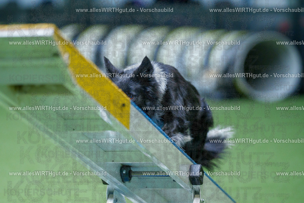 @allesWIRTHgut_Tierfotografie - www.allesWIRTHgut.de - 2604261143-7R500353 | Professionelle Tierfotografie in Mönchengladbach von Daniel Wirth (allesWIRTHgut). Liebevolle & natürliche Bilder von Hunden & Katzen für unvergessliche Erinnerungen.