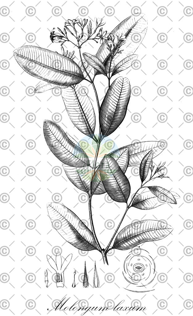HistAbb_EMP_107700_4_ALPEN_Simple | Historische Abbildung von Molongum laxum - Apocynaceae | Historical Illustration of Molongum laxum - Apocynaceae