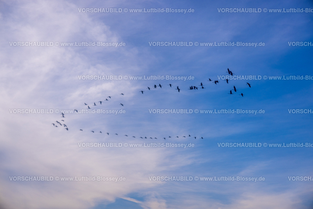 Bottrop221005973 | Luftbild, Kraniche über Bottrop, Flug in den Süden, Eigen, Bottrop, Ruhrgebiet, Nordrhein-Westfalen, Deutschland