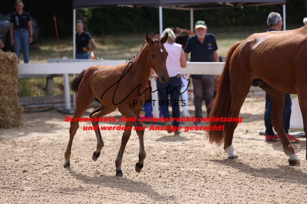 Fohlenschau_Schwäbisch_Hall_dressurbetonte_Fohlen_KN 6_2 | lmwpictures - Realisiert mit Pictrs.com