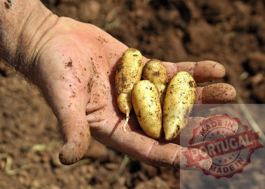 Farmer hand holding fresh harvested organic potatoes | Farmer hand holding freshly dug potatoes from the soil, representing harvest and agriculture - Realisiert mit Pictrs.com
