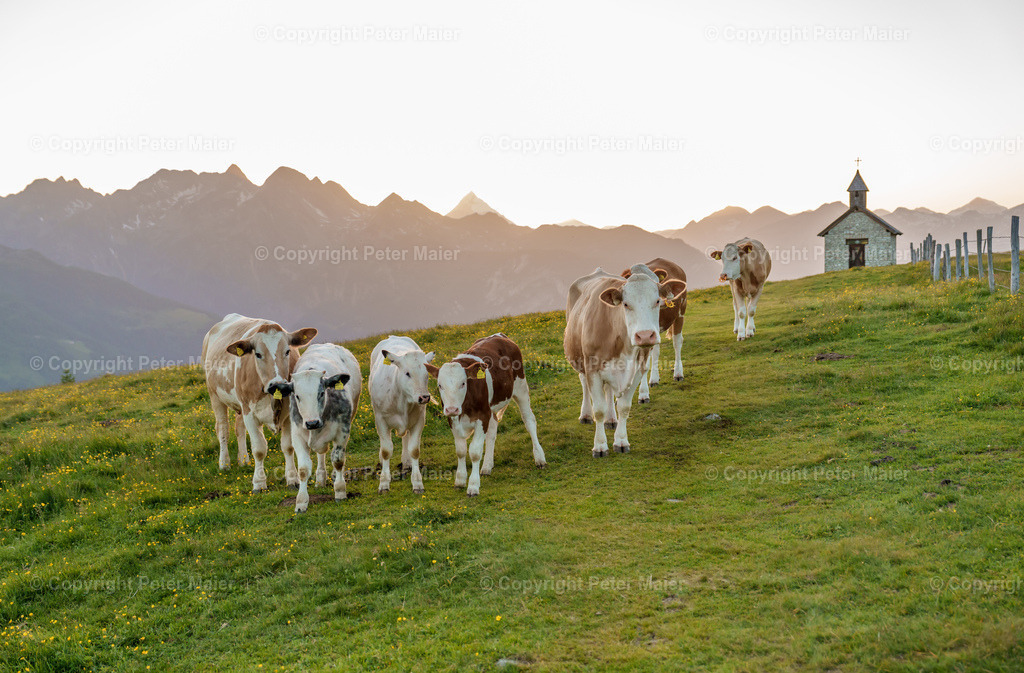 Glocknerblick 20221 | piet_flosse