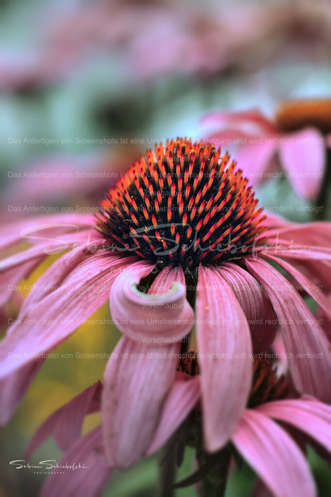 Wandbild "Sonnenhut" | People- und Tierfotografie, Imageaufnahmen, Veranstaltungsfotografie und Wandbilder aus der Natur ★ Made in Germany ✔️ Druck + Downloads ✔️ Naturfotografie in Top Qualität ★ schneller Versand, weltweite Lieferung! - Realisiert mit Pictrs.com