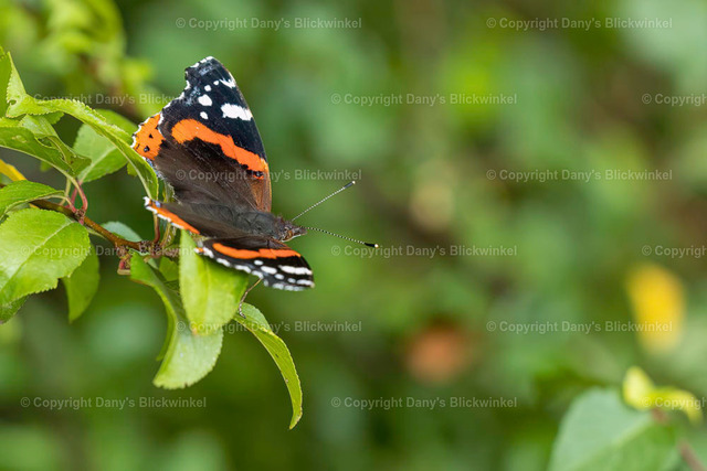 202236 | Tierfotografie, Tierkalender, Tierbilder, Insekten, Spinnen, Vögel, Schmetterling, Libellen, Leinwand, Colorkey, Qualität, Geschenkartikel, Geschenk - Realisiert mit Pictrs.com