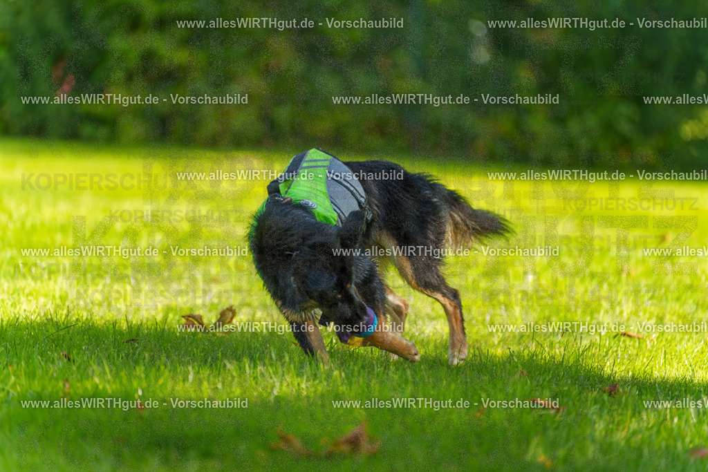 Hundeschwimmen_Grefrath_2026-allesWIRTHgut_Tierfotografie-13_51-7R508600 | Professionelle Tierfotografie in Mönchengladbach von Daniel Wirth (allesWIRTHgut). Liebevolle & natürliche Bilder von Hunden & Katzen für unvergessliche Erinnerungen.