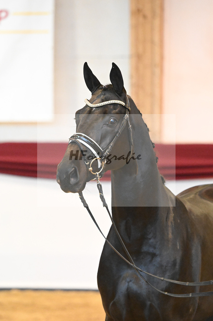 Kat-Nr. 65 v. De Niro Gold_Rohrmoser_66222259 | hf-fotografie - Realisiert mit Pictrs.com