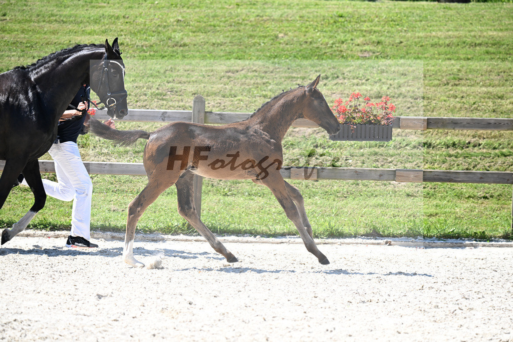 Kat-Nr. 24 Va Bene x Dante Weltino_HF_Winklmaier_24250575 | hf-fotografie - Realisiert mit Pictrs.com