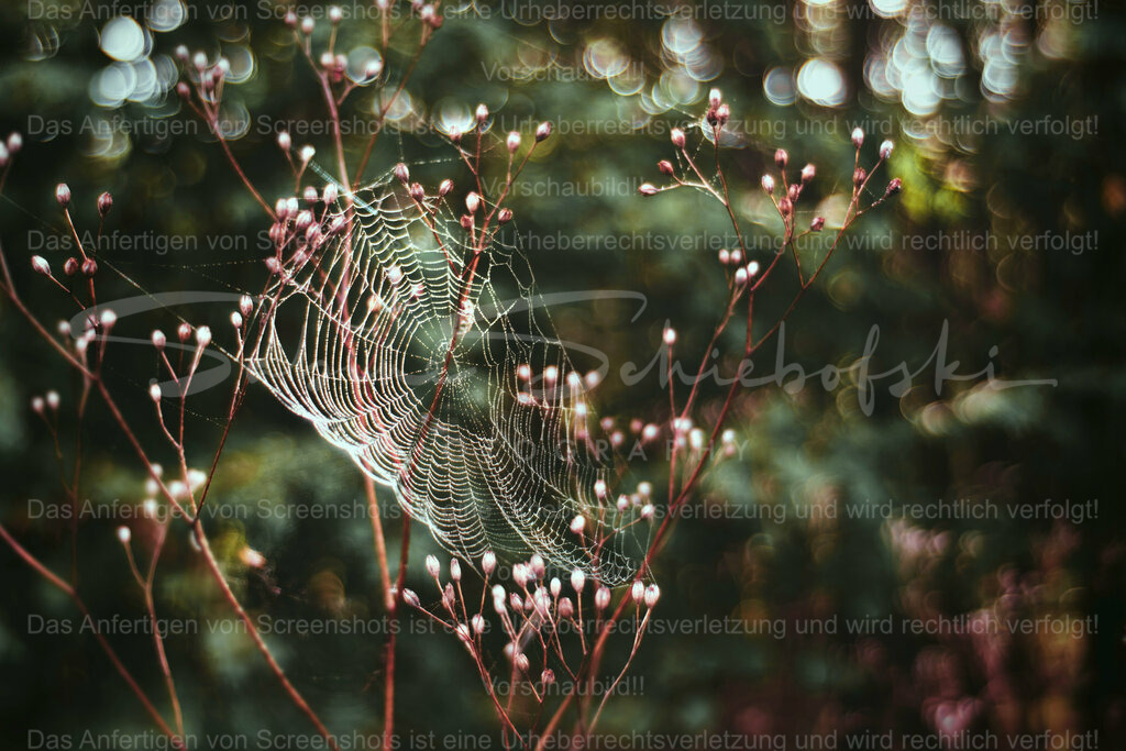 Wandbild Spinnen Kunst | People- und Tierfotografie, Imageaufnahmen, Veranstaltungsfotografie und Wandbilder aus der Natur ★ Made in Germany ✔️ Druck + Downloads ✔️ Naturfotografie in Top Qualität ★ schneller Versand, weltweite Lieferung! - Realisiert mit Pictrs.com