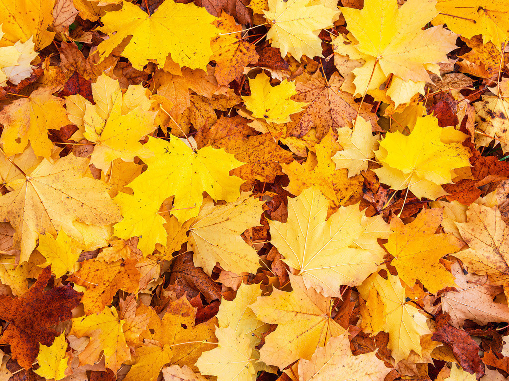 Herbstlich gefärbte Blätter in der Feldberger Seenlandschaft | Herbstlich gefärbte Blätter in der Feldberger Seenlandschaft.