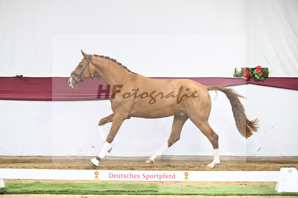Kat-Nr. 27 Escaneno x Diamond Hit_Schulze Averdiek Sportpferde und Aufzucht GbR_47250890 | hf-fotografie - Realisiert mit Pictrs.com