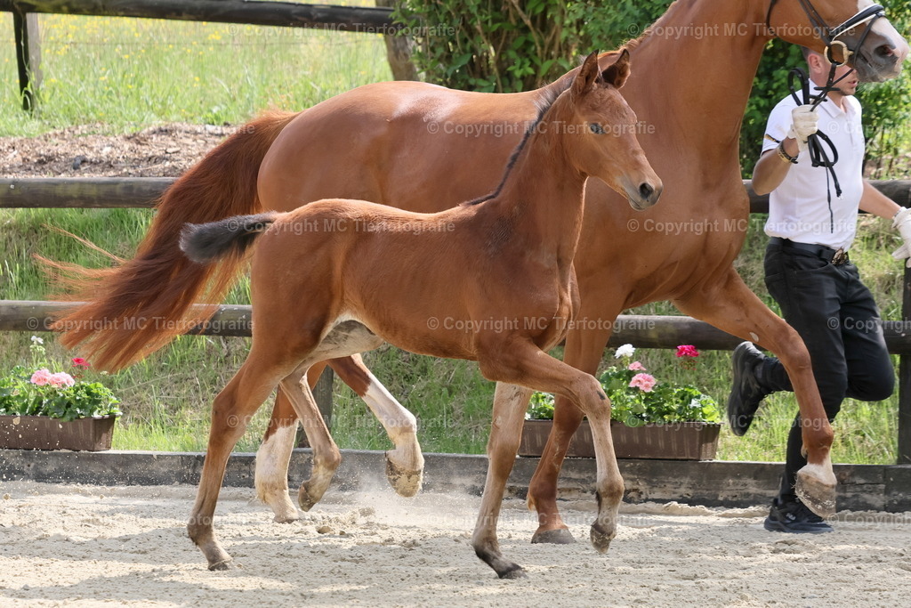 TrakFohlenschHennef17052025MC3H5A7568B | Pferdefotos online bestellen - Realisiert mit Pictrs.com
