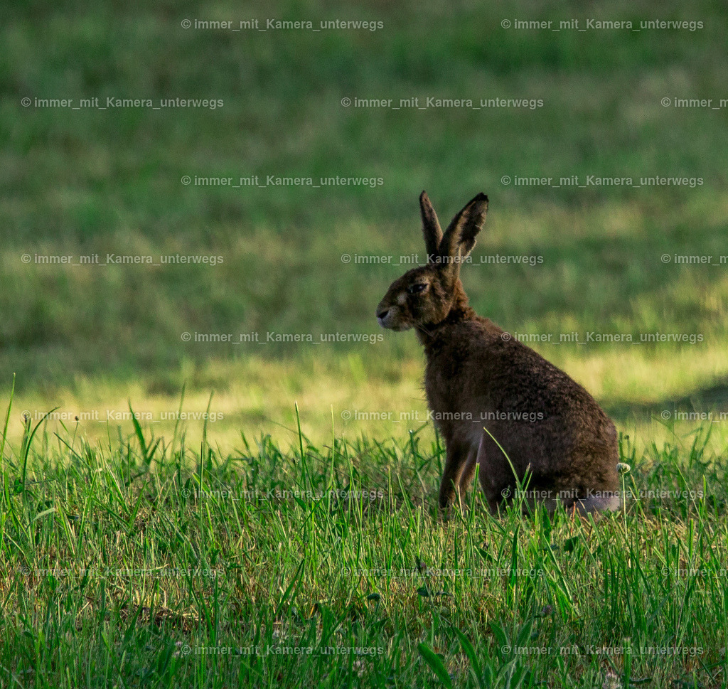 IMG_9548 | immer_mit_kamera_unterwegs