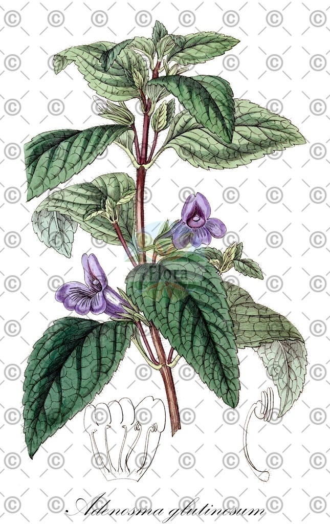 HistAbb_wfo-0000520286_1_ENZY_Simple | Historische Abbildung von Adenosma glutinosum - Plantaginaceae | Historical Illustration of Adenosma glutinosum - Plantaginaceae