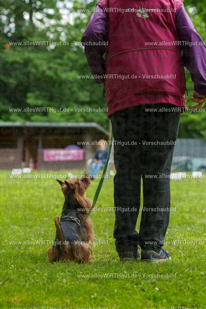 @allesWIRTHgut_Tierfotografie - www.allesWIRTHgut.de - 130727-7R509812 | Professionelle Tierfotografie in Mönchengladbach von Daniel Wirth (allesWIRTHgut). Liebevolle & natürliche Bilder von Hunden & Katzen für unvergessliche Erinnerungen.