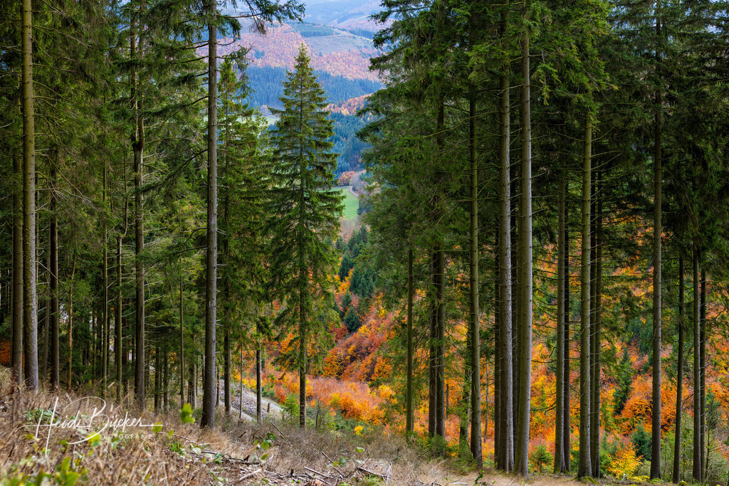 Fichtenwald im Herbst | Fichtenwald im Herbst - Realisiert mit Pictrs.com
