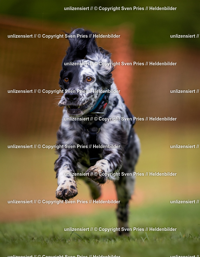 Sven Pries | 2024-04-21 - Hunderennen Baden-Oos
Foto: Sven Pries - Realisiert mit Pictrs.com