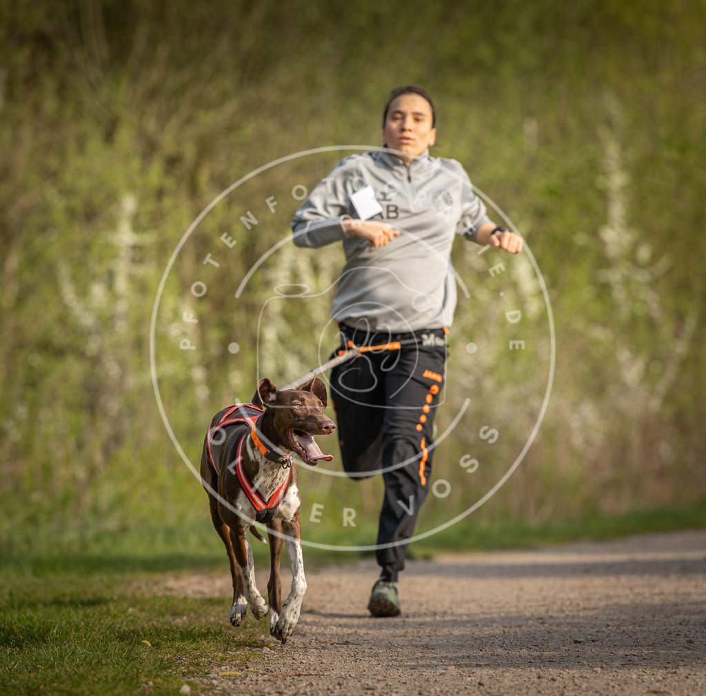 Pfotenfotografie_DV3A4507 | Hundefotografie, Tierfotograf, Pfotenfotografie, Fotoshooting Hund, Hunde Portrait, Hundesport, Hundeportraits, Heideshooting, Hunde, Sportfotograf, Hundefotograf, Turnierhundsport, THS,  - Realisiert mit Pictrs.com