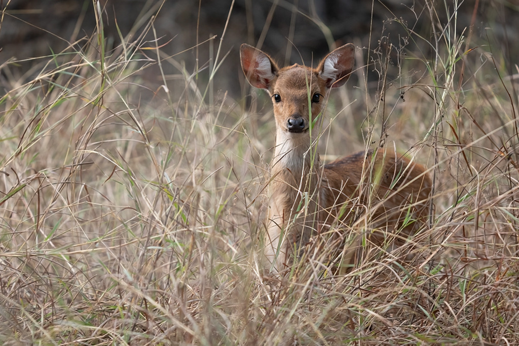 Rehkitz | Indien | WILD﻿﻿LIFE · NATURE | just﻿love · justSOMEWHERE · just poster | ﻿POSTER | LEINWAND | FINEART | HOLZDRUCK | FOREX-FOTODRUCK | ALU-DIBOND | ACRYLGLAS | WILD'N FREE | germany | the netherlands | kenya | vietnam | egypt | wildtiere | eichhörnchen - Realisiert mit Pictrs.com