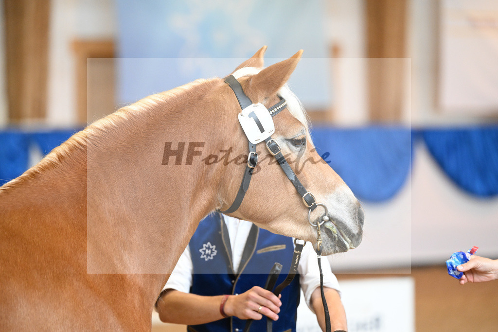 Kat-Nr. 1 Divina v. Weingold S_Steinmueller_60220979 | hf-fotografie - Realisiert mit Pictrs.com