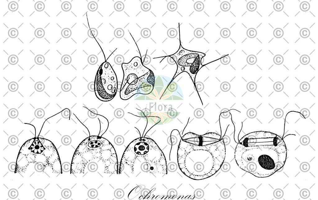 HistAbb_wfo-0001081549_1_ENZY_Simple | Historische Abbildung von Ochromonas - Chromulinaceae (0) | Historical Illustration of Ochromonas - Chromulinaceae (0)