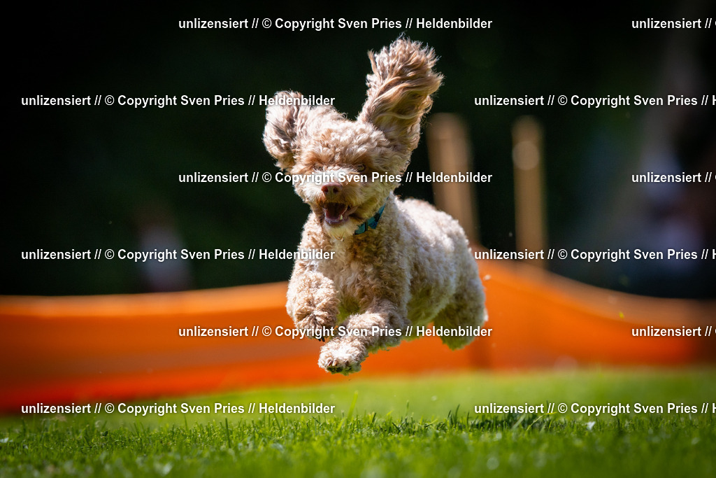 Sven Pries | 2025-08-10 - Hunderennen Durlach - Realisiert mit Pictrs.com