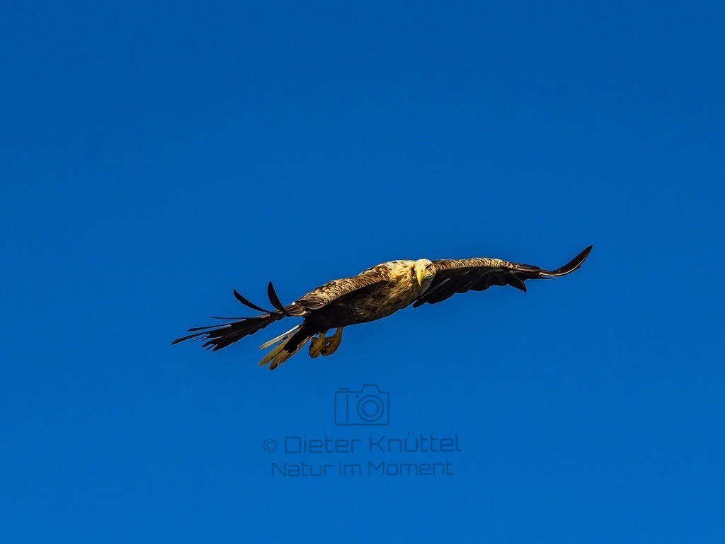 P1001597-LR-topaz-enhance | Natur im Moment - Realisiert mit Pictrs.com