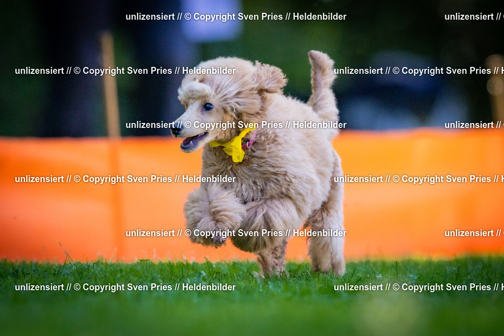 Sven Pries | 2025-08-10 - Hunderennen Durlach - Realisiert mit Pictrs.com