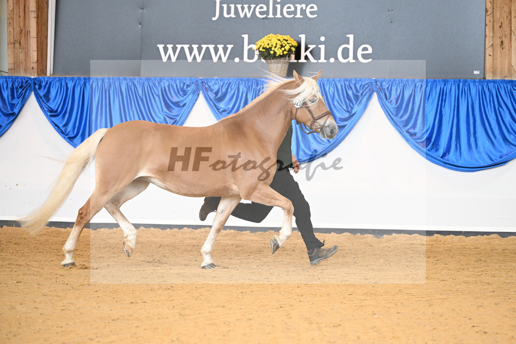Kat-Nr. 320 Oktavia K_Kappelsberger_54223251 | hf-fotografie - Realisiert mit Pictrs.com