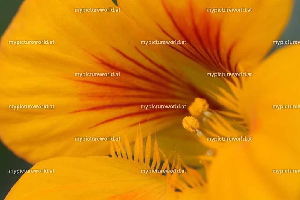 Große Kapuzinerkresse-008 | Das Bilderarchiv über Tiere, Planzen und Landschaften. In der Bilddatenbank finden Sie ein große Auswahl an hochwertigen Bilder für Ihre Werbung - Realisiert mit Pictrs.com