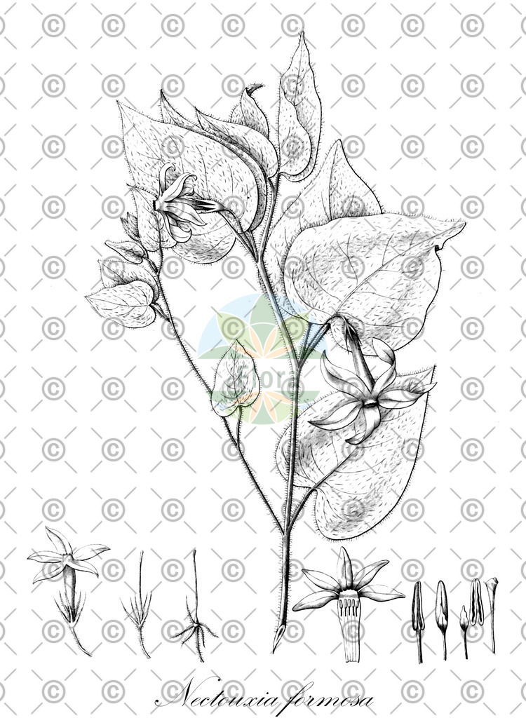 HistAbb_wfo-0001086724_1_ENZY_Simple | Historische Abbildung von Nectouxia formosa - Solanaceae | Historical Illustration of Nectouxia formosa - Solanaceae