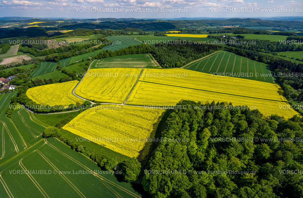 Kalletal240505432 | Luftbild, gelbes Rapsfeld, kachelförmige Wiesen und Felder, blauer Himmel und Wolken, Ortsteil Talle, Kalletal, Ostwestfalen, Nordrhein-Westfalen, Deutschland