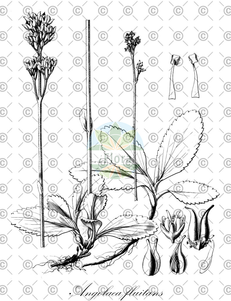 HistAbb_wfo-0000536542_317_ENZY_Simple | Historische Abbildung von Angolaea fluitans - Podostemaceae | Historical Illustration of Angolaea fluitans - Podostemaceae