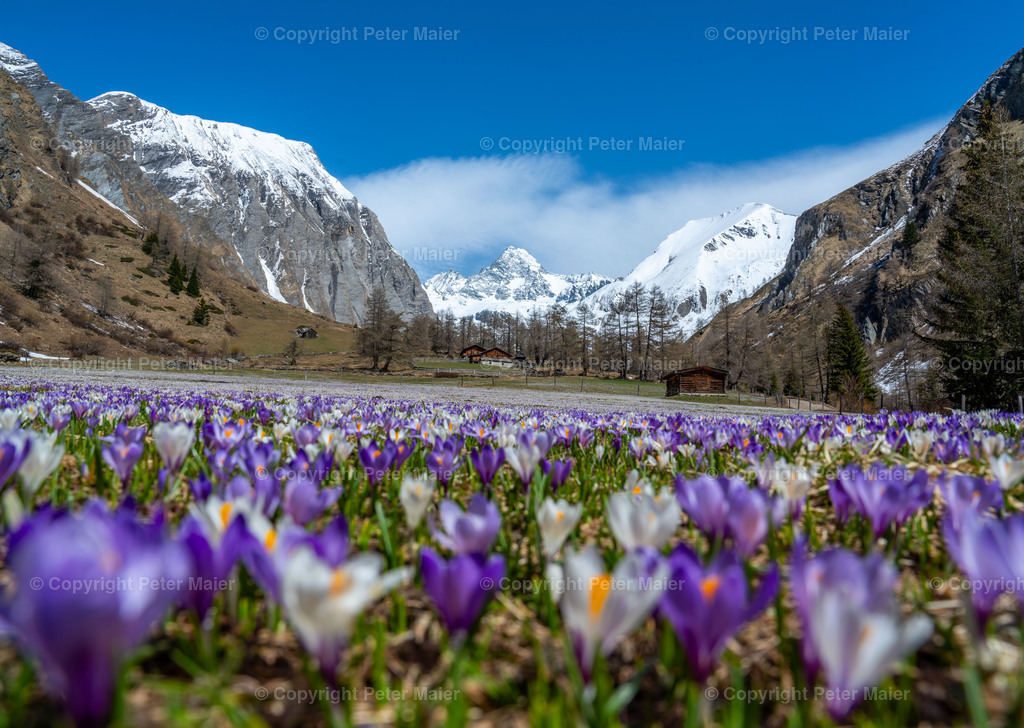 Lucknerhaus_Krokusse_24-2782-Bearbeitet | piet_flosse