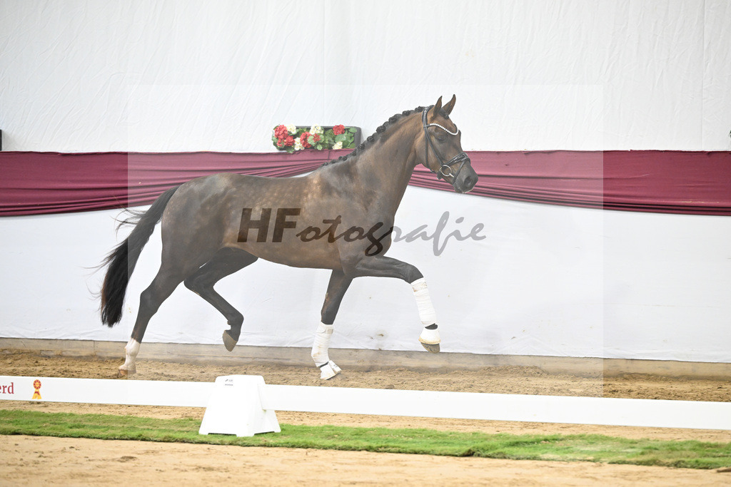 Kat-Nr. 63 Feliciano x Don Martillo_Michaela Rupp_47252419 | hf-fotografie - Realisiert mit Pictrs.com