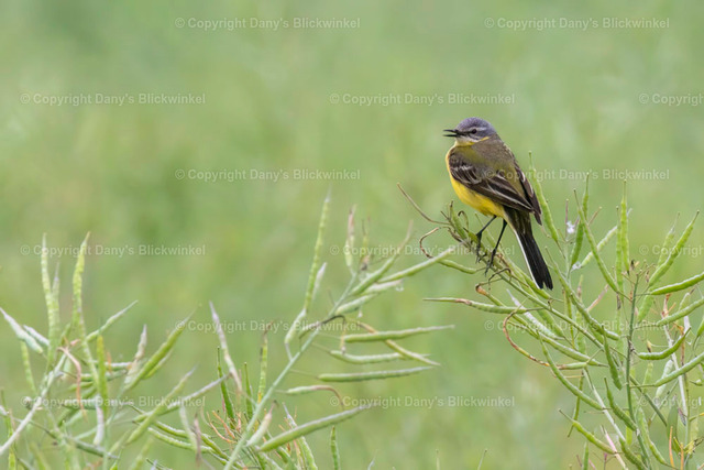 201899 | Tierfotografie, Tierkalender, Tierbilder, Insekten, Spinnen, Vögel, Schmetterling, Libellen, Leinwand, Colorkey, Qualität, Geschenkartikel, Geschenk - Realisiert mit Pictrs.com