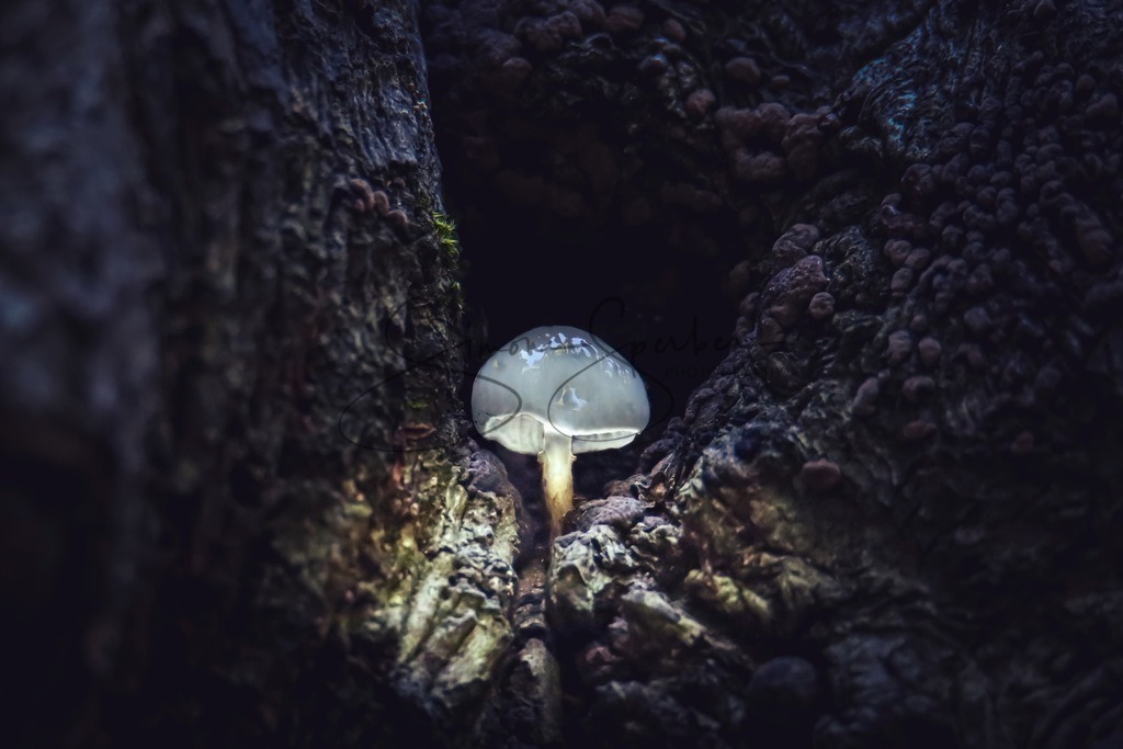 Kleines Pilzlämpchen | Simone Sperber, svb-photography,Fotografin,Bilddesignerin,Naturfotografie,Macrofotografie,Tierfotografie,Wildtierfotografie,Ausstellungen,Auftragsfotografie,Kunst,Art,Photographer,Shootings,Bildberatbeitung,Galerie,Shop