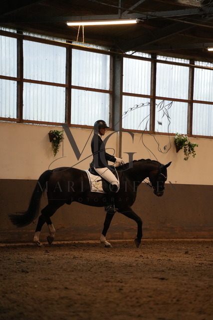 DSC05303 | Pferdefotografie in Köln und Umgebung – emotionale Pferdeshootings, Turnierfotografie und besondere Momente zwischen Pferd und Mensch. - Realisiert mit Pictrs.com