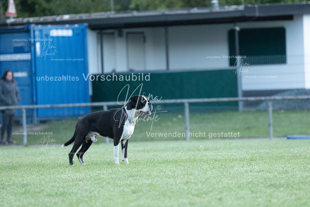 _16A5728 | Einzigartige Fotos von Hunden & Menschen –Actionfotos, Portraits, Vereinsaufnahmen & Paarshootings – authentisch, lebendig & mit Herz.