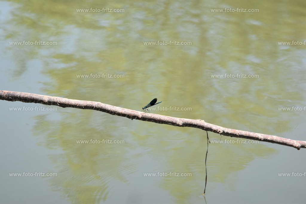 JUN_8596 | www.foto-fritz.com - Realisiert mit Pictrs.com