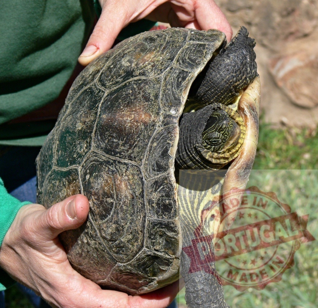 Hands holding turtle with patterned shell protecting wildlife | Hands gently holding a turtle with its patterned shell in an outdoor setting - Realized with Pictrs.com
