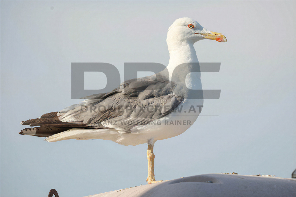 Yellow-legged Gull (Larus michahellis) | Yellow-legged Gull (Larus michahellis), a large gull species commonly found along Mediterranean coasts, rocky shorelines, harbours and coastal areas. - Realisiert mit Pictrs.com