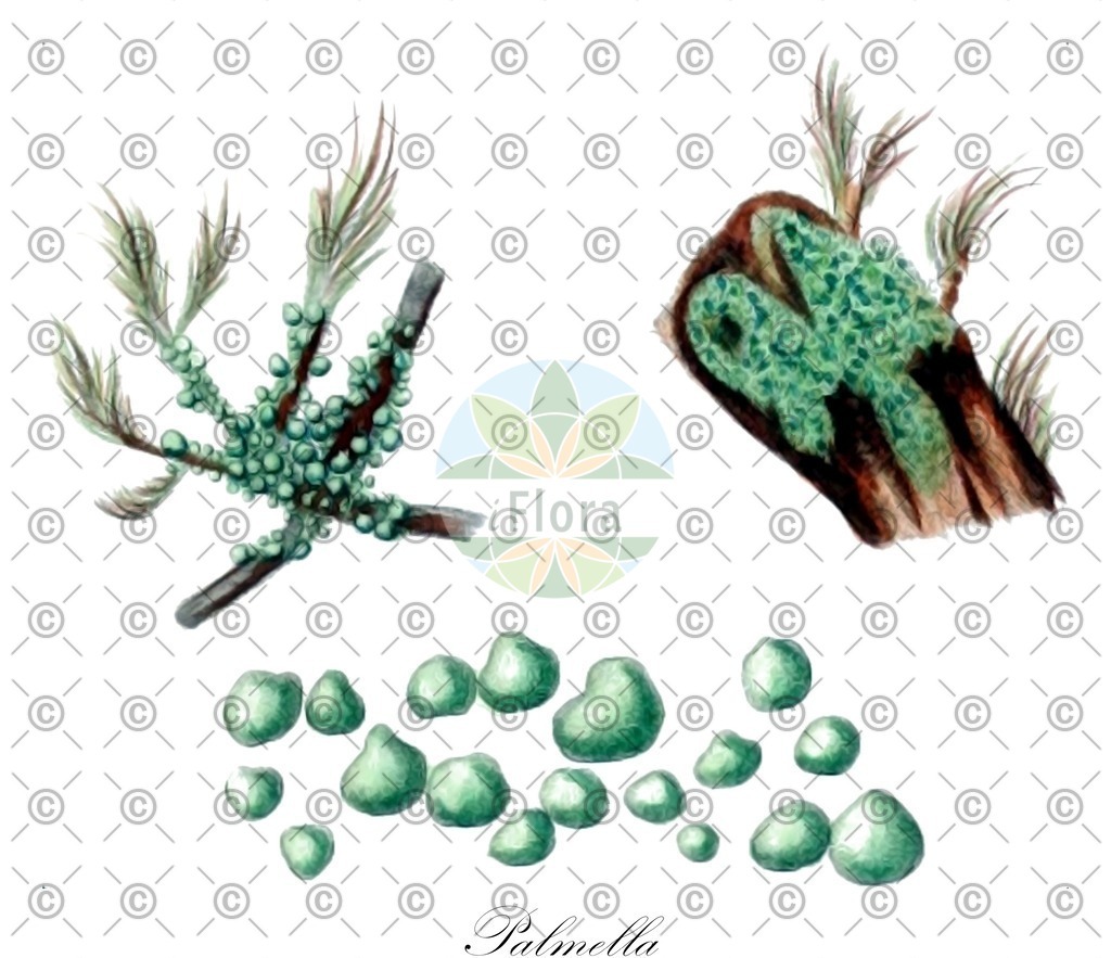 HistAbb_6CTR_3_ENZY_Simple | Historische Abbildung von Palmella - Palmellaceae (0) | Historical Illustration of Palmella - Palmellaceae (0)