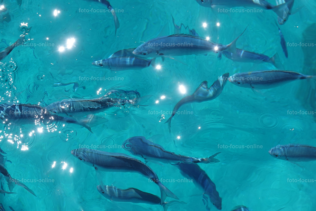 Mediterranean, Greek Islands | foto-focus-online