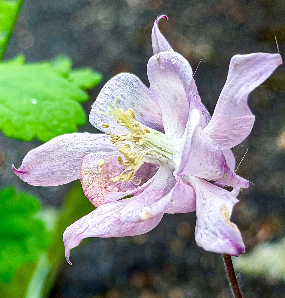 Rainy Columbine Blossom | Delicate close-up of a rain-covered columbine flower with soft pastel tones and elegant botanical details. - Realisiert mit Pictrs.com