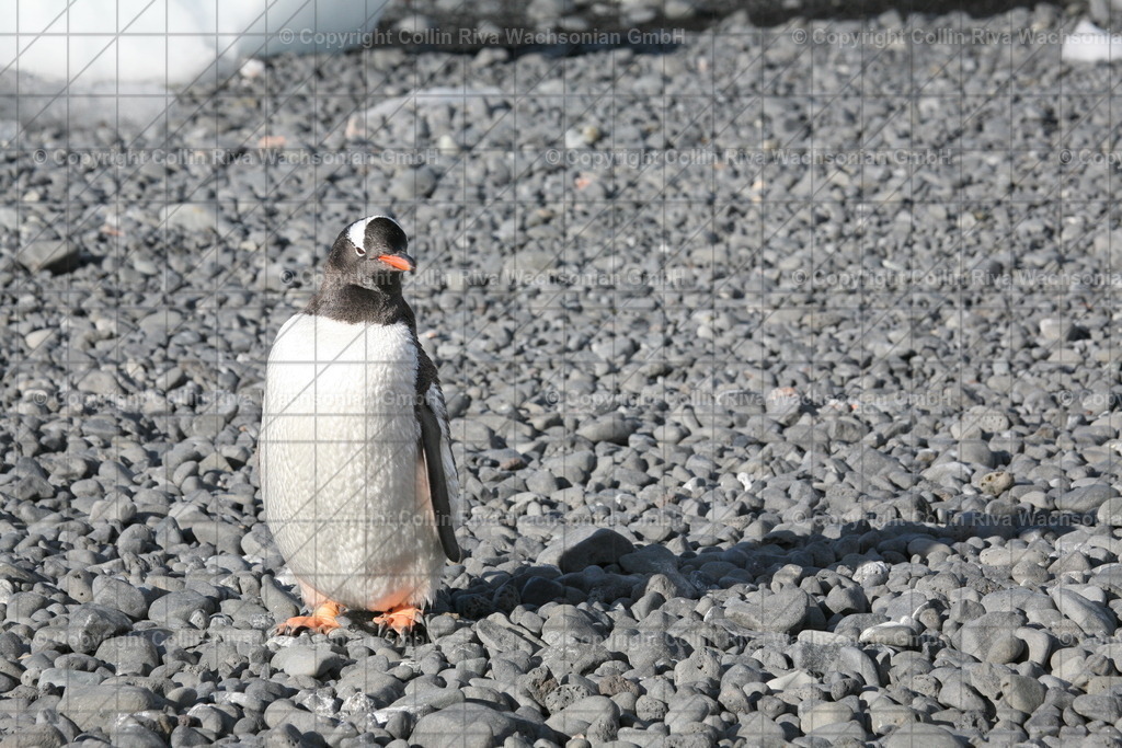 IMG_9709 | Antarktis / Antarctica - Realisiert mit Pictrs.com